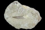 Fossil Plesiosaur (Zarafasaura) Tooth In Rock - Morocco #102077-1